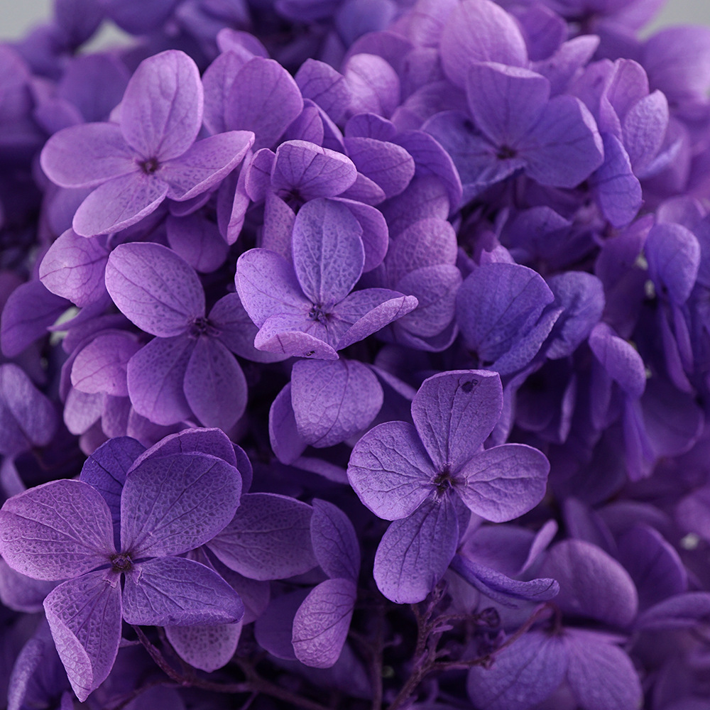 Hortensia de Madera con Degradado A+, Hortensia con Degradado, Flor Preservada, Flor Seca de Unicornio, Hortensia Preservada, Venta al por Mayor