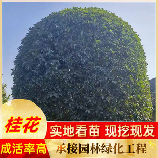 ���л����N��8�¹���Ϲ��̌���Т���G�T���ľ