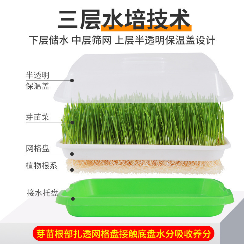 豆芽发芽神器盘家用无土栽培水培小麦苗种植盘芽苗菜育苗专用盆批|undefined