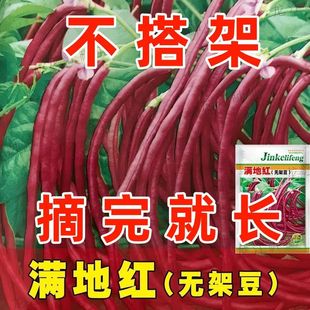 �M�ؼt�o�ܶ����ǷN�Ӳ��ô���ӵ�ժ���������ļ��߲˷N���L��Z