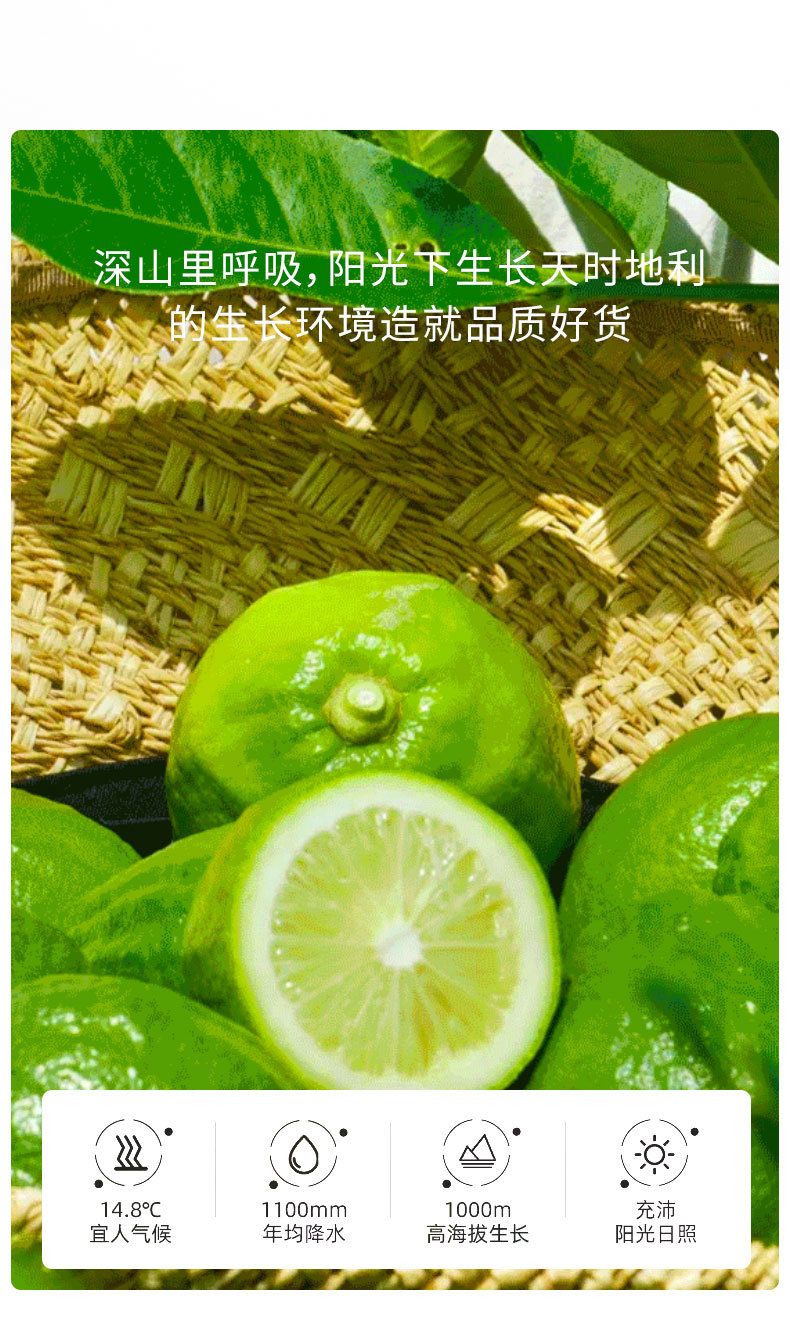 Freeze Dried Fragrant Lemon Slices Xiang Shui Ning Meng Pian 50g Jar No Additives Cold Brew Fruit Tea quality and texture
