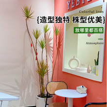 �߲��Fǧ��ľ�Gֲ���Կ͏d�҃�ֲ������Rβ�F��Ѫ����ٺ����辰