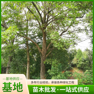 �������������������l��ľ����� �@�־G����Ʒ������� 8-80����