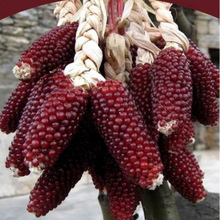 ݮ׷Nrʳ̨ͥԺ׷Nˮ׷N߲˷N