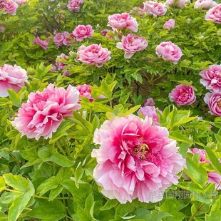 ĵ����������������ꖎ�����ĵ�����N�����p֦�ذ껨��ĵ��������