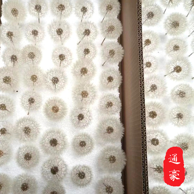 Manufactor supply Dandelion Spend eternity Preserved Flowers Collagen Dried flowers Material package diy Decoration decorate flower arrangement