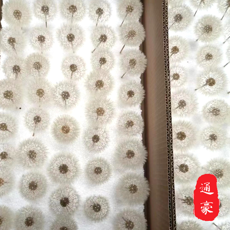 Manufactor supply Dandelion Spend eternity Preserved Flowers Collagen Dried flowers Material package diy Decoration decorate flower arrangement