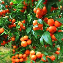 ���羳��؛�����Խ������ӷN�� ���٘�N�� ɰ����  ���ʷN����ľ