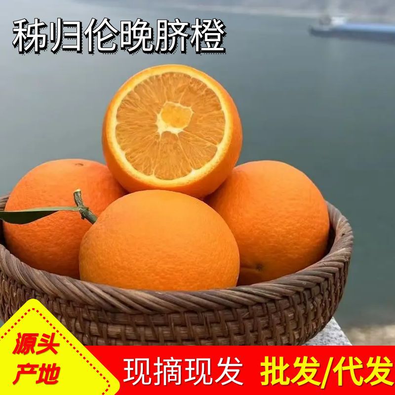 Zigui Lun Evening Navel Orange Fresh Orange Wholesale Thin-skinned Juicy Spring Orange Emperor Orange Whole Box of Seasonal Fruit