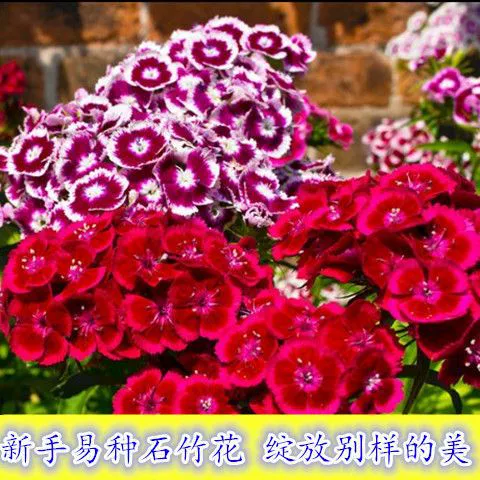 Разноцветные семена Dianthus caryophyllus легко жить в четыре сезона и смешанные цвета. Диантус кариофиллус десять образцов.
