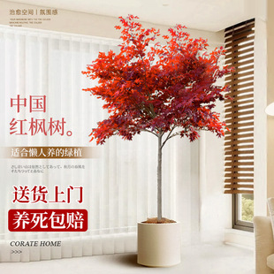 �Ї��t�������҃ȴ��;Gֲ�ձ��t�������ֲ��t�輧�ͺ��ļ����B