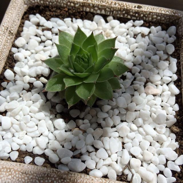 雪花白砾石造景铺路机磨石子汉白玉园林景观鹅卵石机制白石子