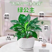 ������ԾGֲ�K��荾G�}�jˮ��ֲ�ﻨ�ܶ����k���҃ȑ��˺��B����