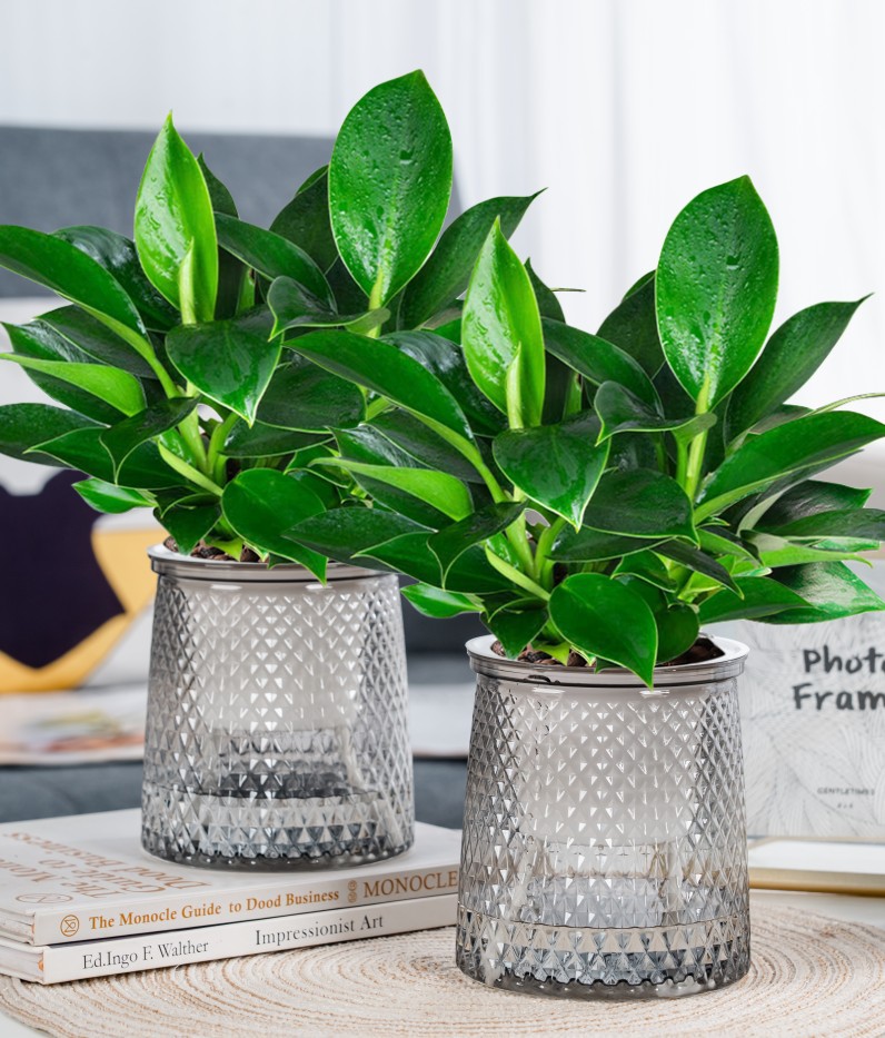 [화분 2개 특별 제공] 25-30cm 황금 다이아몬드 3개 + 별이 빛나는 물통 + 영양액 2개 ✦