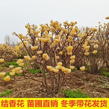 结香花苗梦花树苗金腰带打结花梦冬花浓香花卉庭院植物盆栽绿化苗