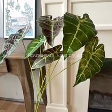 ڿȸ~ ֲ廨~ļҾbɫ^~^ɏ~cGֲ