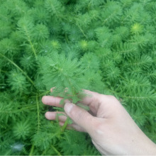 粉绿狐尾藻水草狐尾草包邮河道绿化水质净化鱼池鱼缸鱼塘基地直销