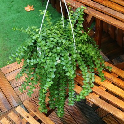 백만개의 하트(큰 화분) 약 25개, 간이 거미 식물 화분 + 트레이