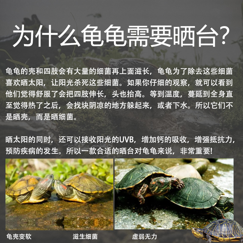 龟龟为什么要晒背