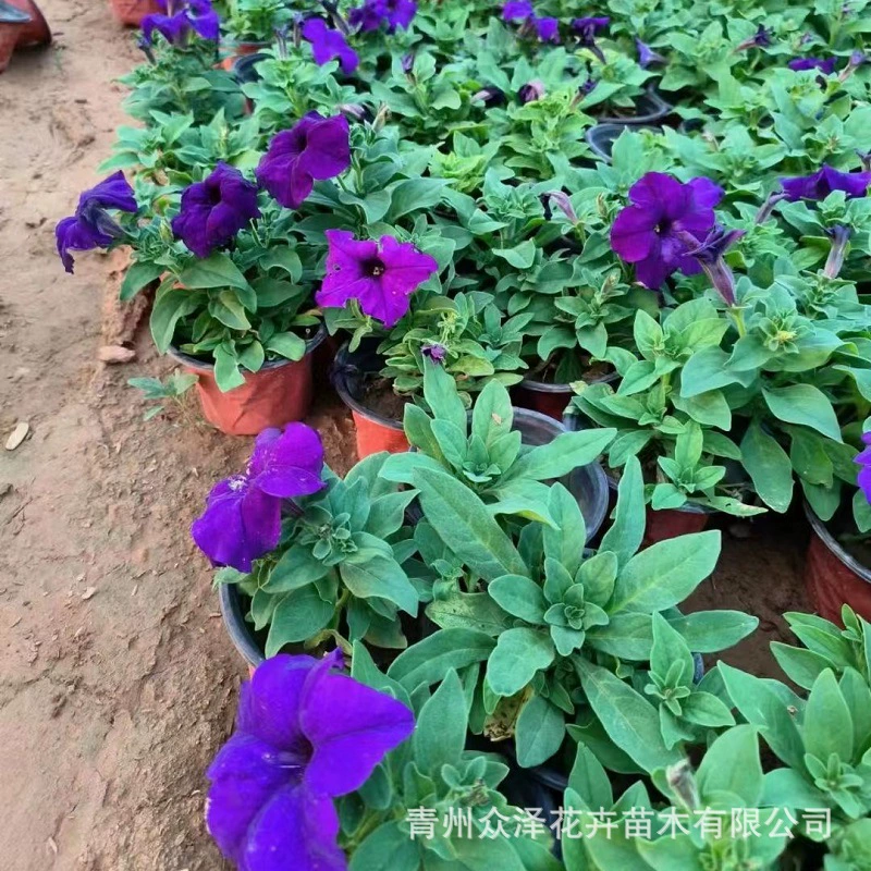 Ранняя слава: фиолетовые, красные, розовые петунии в горшках, оптовая база Цинчжоу для проектов на дворах