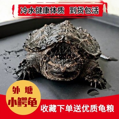 Small snapper North America Pet turtle Turtle Watch Carnivorous Terrapins Outside the pond Ferocious Little Turtle