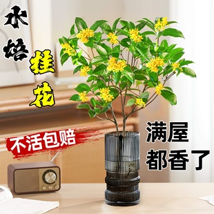 ˮ������Ԙ��玧���������҃��k��������ˮ�B�ļ��𻨾Gֲ����