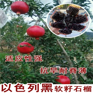 石榴苗突尼斯软籽盆栽南北方地栽庭院果树大果石榴树苗当年结果树