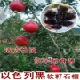 突尼斯地栽软籽盆栽石榴苗