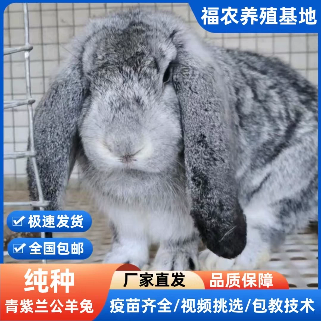 Чистокровный голубой орхидея кролик породы гигантский лопух молодой кролик оптом взрослый кролик цена