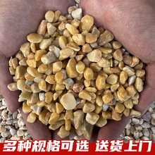 黄色砾石水洗石庭院造景铺路用柏坡黄石子市政工程透水地坪胶粘石