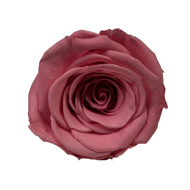 4-5cm 8 Flores, grado B DIY flores eternas, rosas eternas, Yunnan Kunming al por mayor, flores preservadas