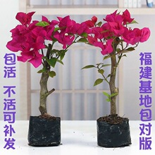 ����÷����ֲ�ﻨ������Ʒ�Nõ���̨ͥԺ�����՚��ļ��_�ڻ��辰