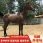 伊犁多少一匹市场蒙古马