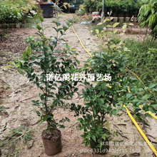 嘉宝果苗树嘉宝果树果苗红妃四季嘉宝果树艾斯卡嘉宝果苗带土盆栽