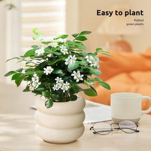 Small Potted Plant of Cinnamoroll for Office Desktop, Money Tree, Golden Pothos Indoor Plant, Easy to Care For, Purifies the Air