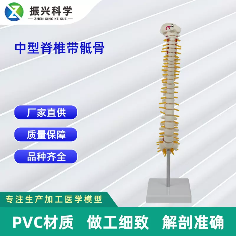 人体中型脊椎合集 人体骨骼模型脊椎模型骨架医学教具