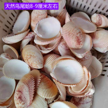 鸟尾蛤 天然海螺贝壳按斤批发8-9厘米地中海装饰 货源产地