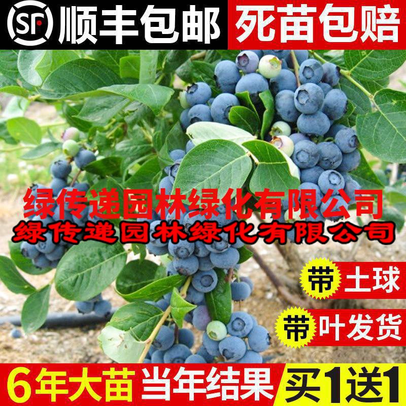 蓝莓树果苗带果蓝莓苗盆栽南北方种植兔眼特大阳台果树苗当年结果