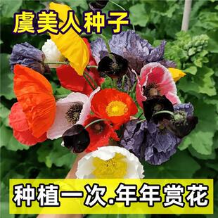 ���u�����˷N�ӷNֲһ�������p���ͺ�������B��NͥԺ�̨�҃�