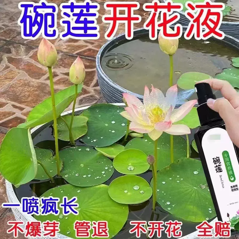 碗莲睡莲用营养液水培不伤鱼睡莲烂叶子黄叶开花营养液发芽生根