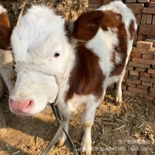 �Ȍ�����ţ�����������H�Bֳ�����U���wȦ�B��혿ɐی�����r��