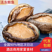 冷冻鲍鱼鲜活速冻海鲜水产冷冻捞汁鲍鱼肉火锅商用贝类水产批发
