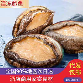 冷冻鲍鱼鲜活速冻海鲜水产冷冻捞汁鲍鱼肉火锅商用贝类水产批发