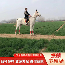 Ӱҕ�ú�Ѫ�R���Դ��ِ�İ������RӢ����Ѫ�R���۰�Ѫ�R�R�x