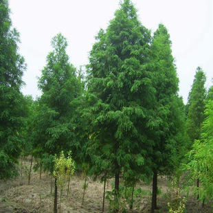 The Nursery Has a Large Supply of Zhongshan Fir, Zhongshan Fir Seedlings, Street Scenery and Greening Seedlings, Complete Specifications and Excellent Prices
