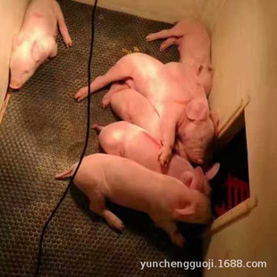 Qingdao Yuncheng pig insulation mat limit bar sow non-slip mat Pig bar non-slip mat rubber pig house mat