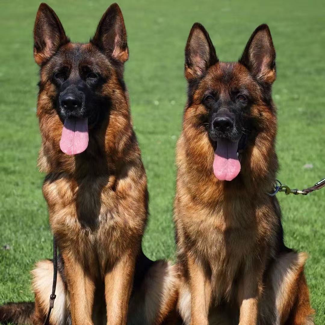 德牧幼犬活体德国黑背犬大型犬军警犬搜救犬护卫犬狼狗幼崽活体