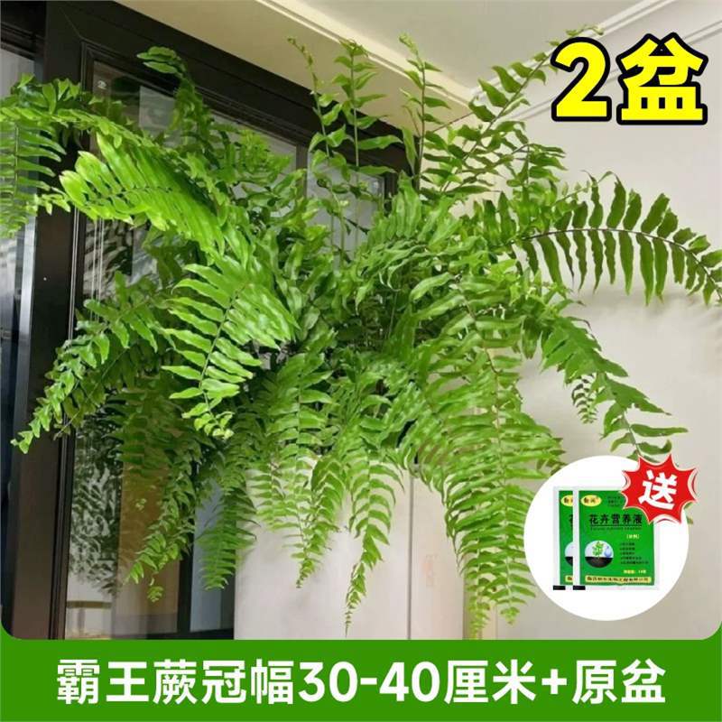 [가성비 2개 화분] 대왕고사리 왕관폭 30- 40cm + 무료 영양액(원래 화분)