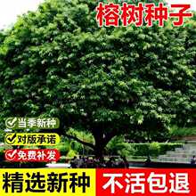 当年新采榕树种子大叶榕树小叶榕树室外景观绿化常绿乔木树种子