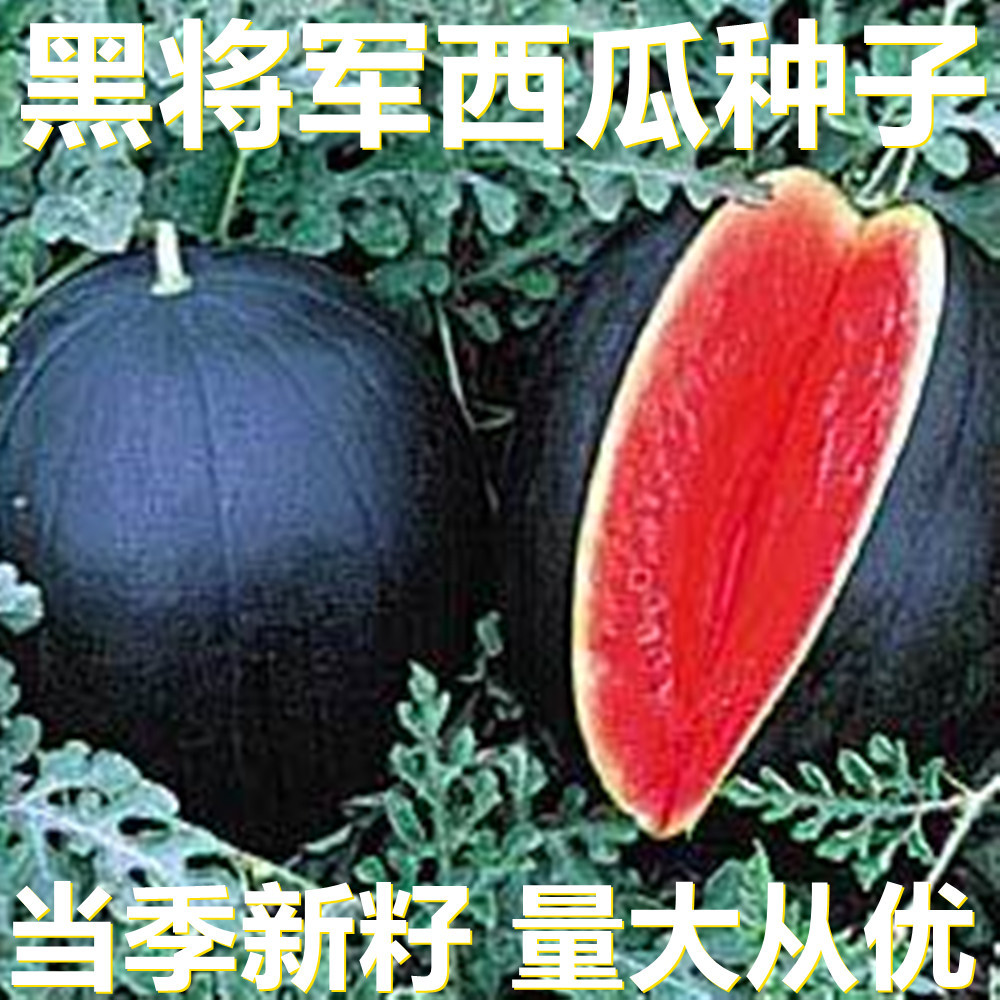 黑将军西瓜种子 20粒袋装散装 产地直供 当季新籽 庭院水果种子
